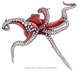 061 -  Common Octopus 